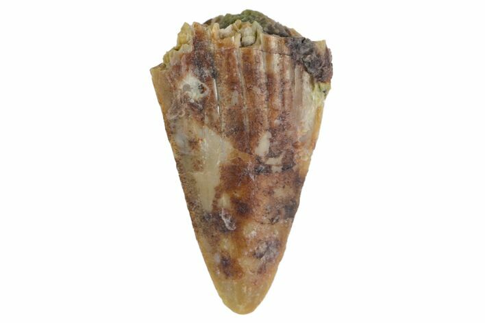 Fossil Phytosaur Tooth Tip - Arizona #144998